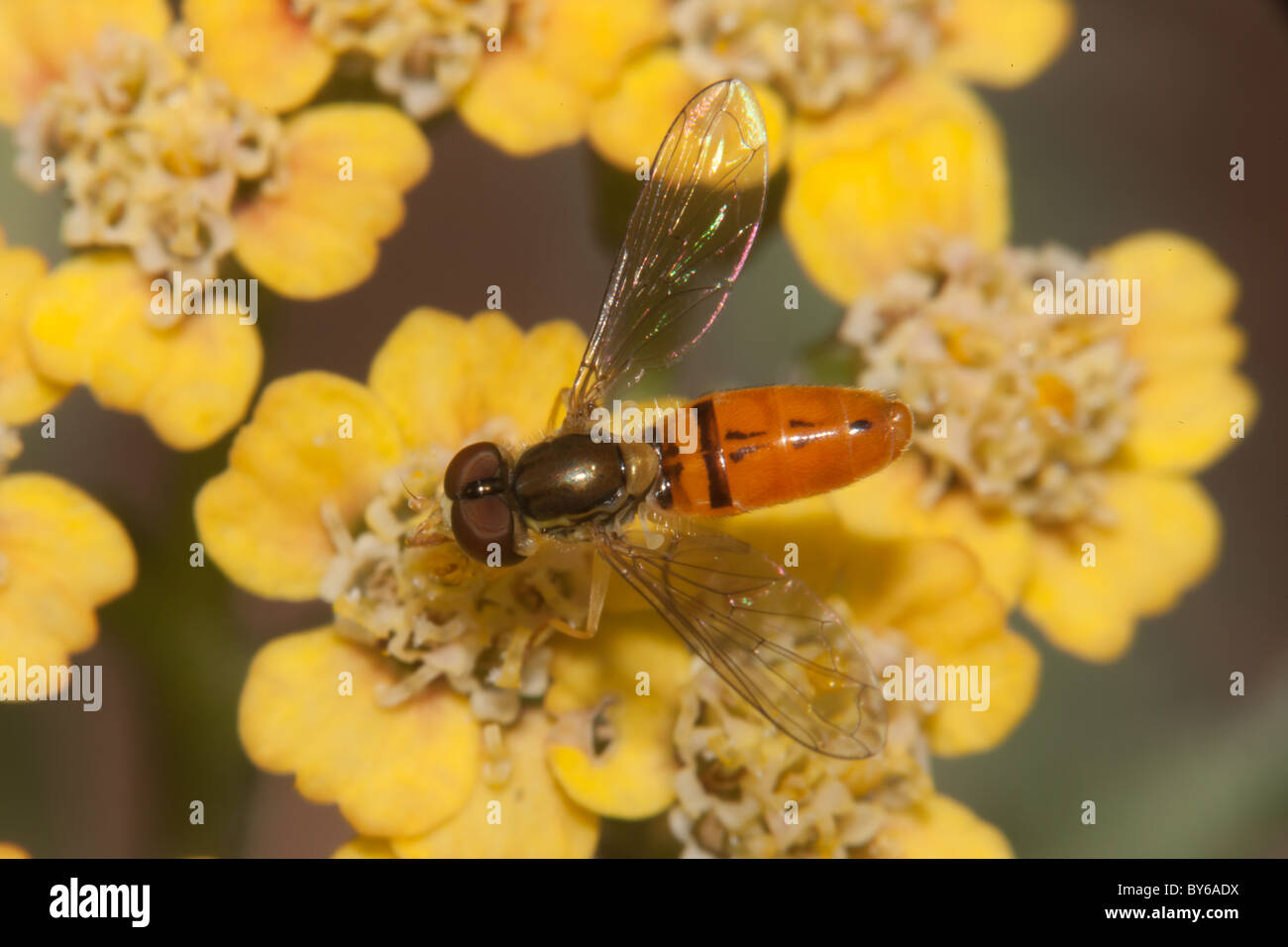 Un fiore maschile Fly (Toxomerus marginatus) posatoi sulla Achillea Terracotta. Foto Stock