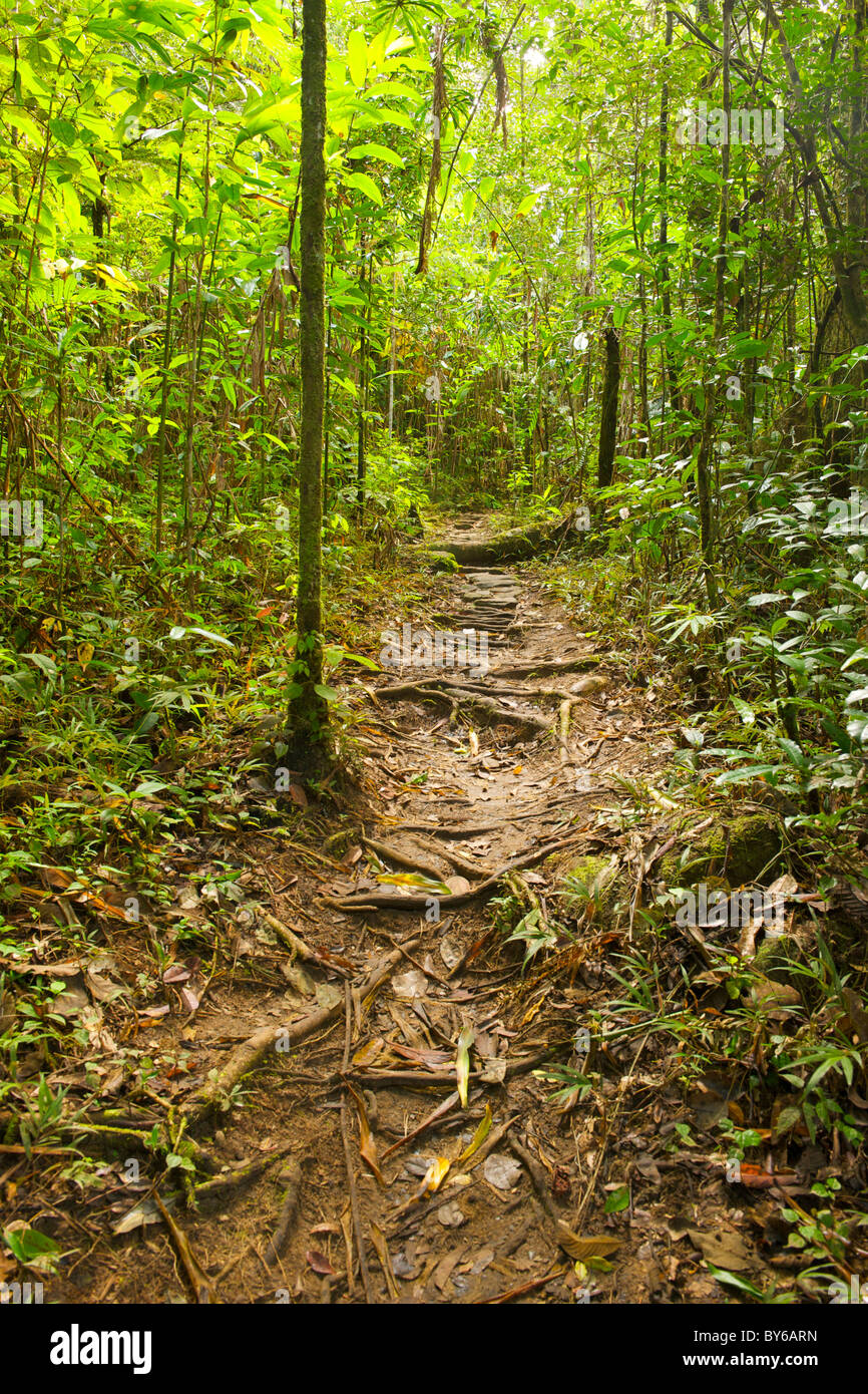 Il sentiero attraverso la foresta pluviale portando al primo camp di Marojejy parco nazionale nel nord-est del Madagascar. Foto Stock