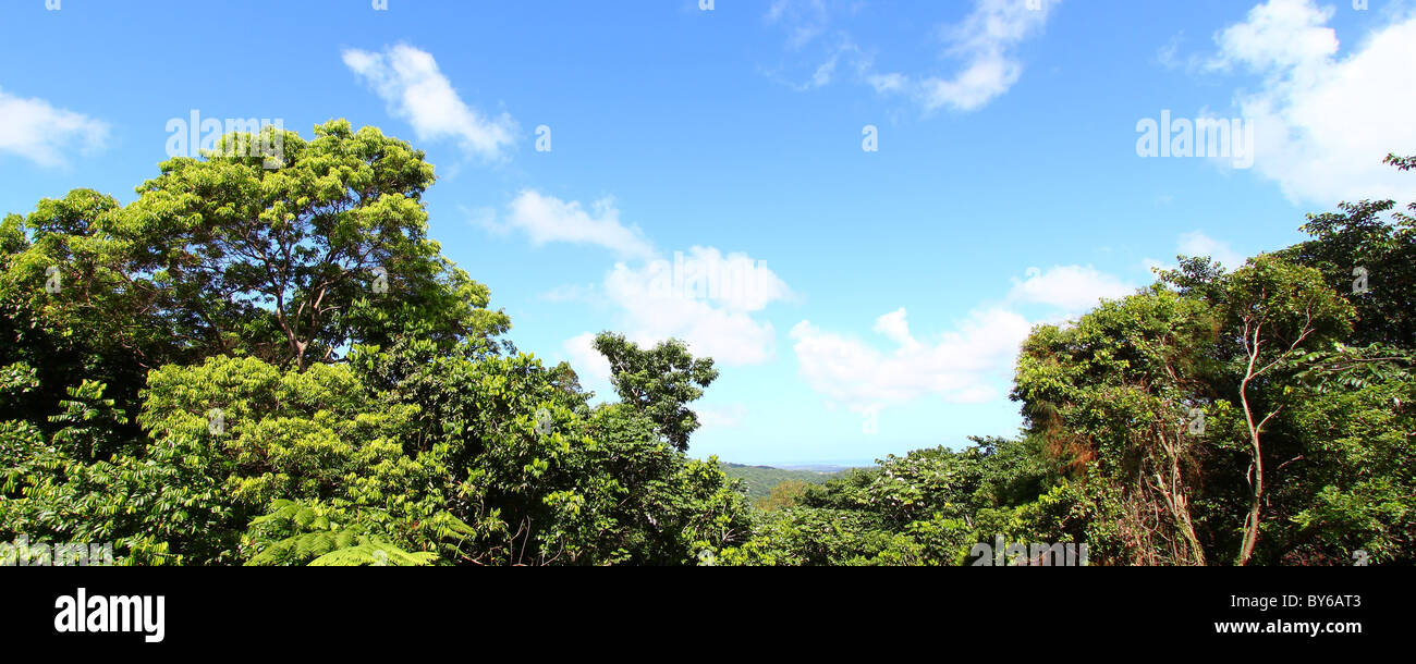 El Yunque National Forest - Puerto Rico Foto Stock