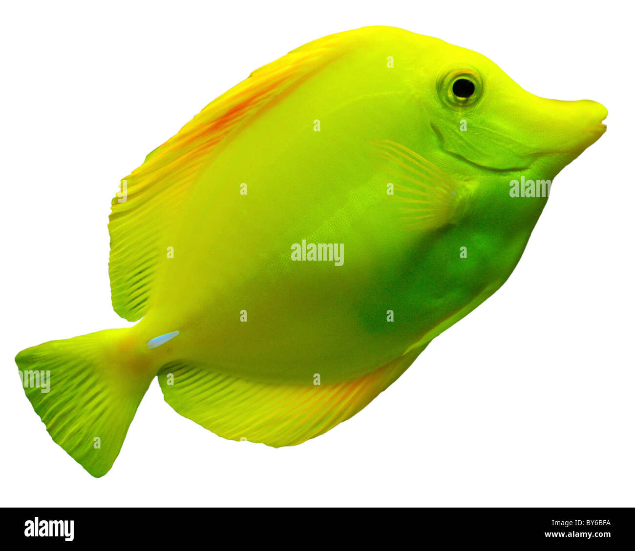 Linguetta di colore giallo o giallo Sailfin Tang o limone Sailfin (Acanthuridae). Cut-out su bianco. Foto Stock