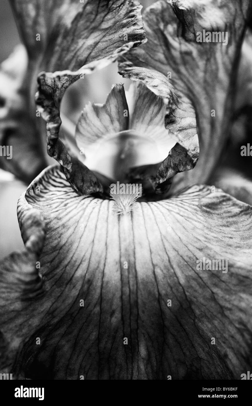 Iris barbuto 'janine louise' Fiore. Monocromatico Foto Stock