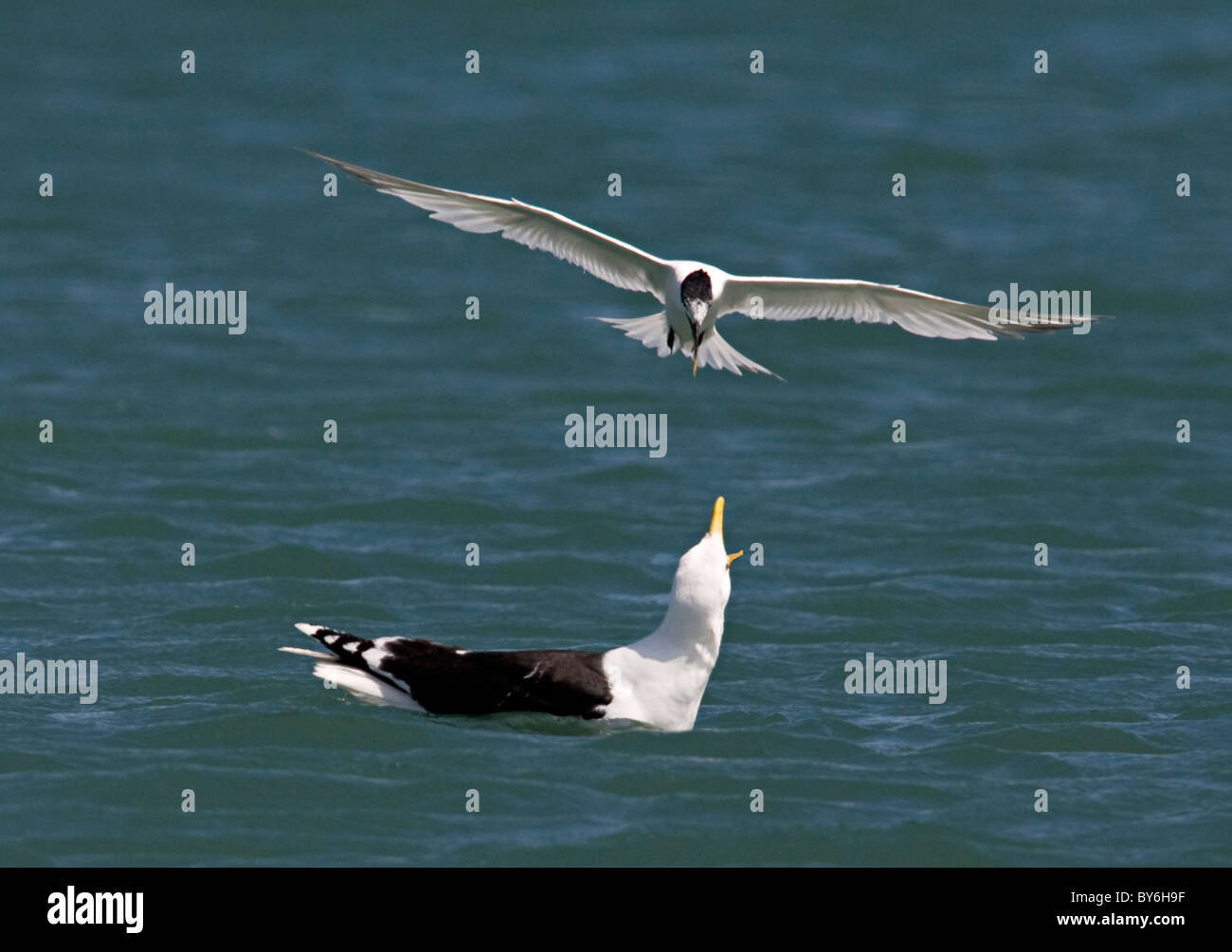 Grande black backed gull e sandwich tern Foto Stock