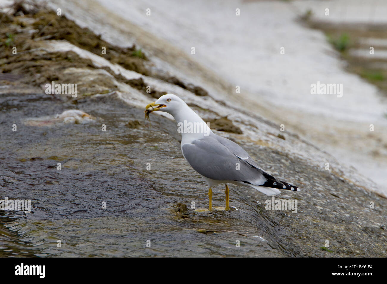 Zampe gialle Gull ((Larus cachinnans) alimentazione Foto Stock