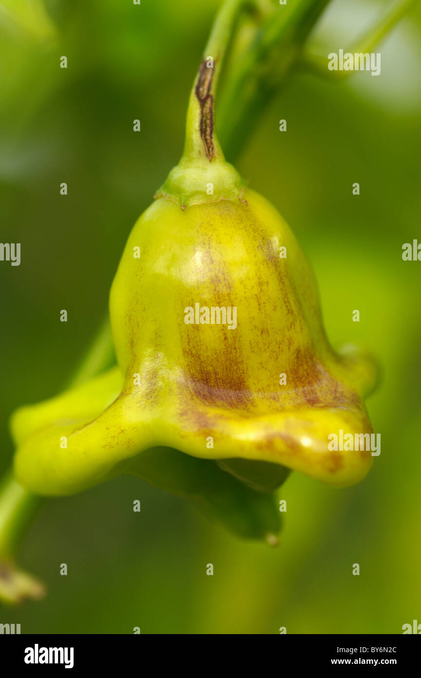 Il capsicum frati Hat Peperoncino Foto Stock