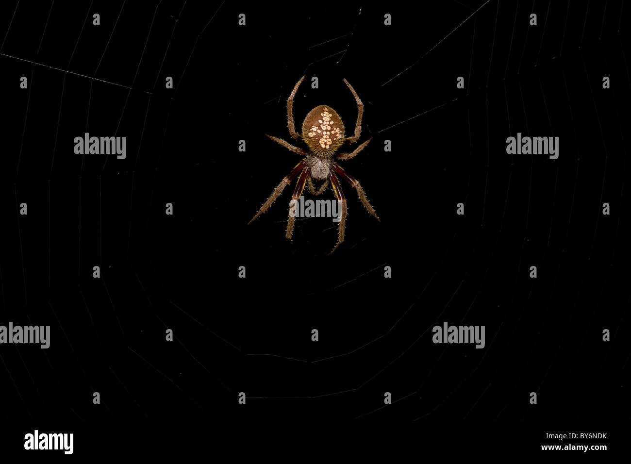Grande ragno peloso attende in preda al centro del suo web di notte. Foto Stock