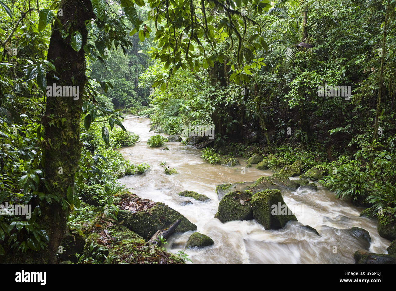 La foresta pluviale di pianura, Braulio Carrillo National Park, Costa Rica, America Centrale Foto Stock