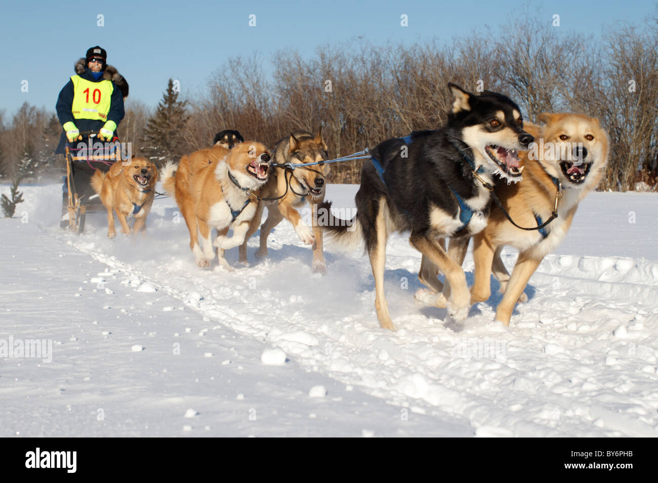 Un concorrente lascia l'area di partenza con la sua squadra di sei cani alla competizione White Oak Sled Dog Classic, Minnesota, USA. Foto Stock