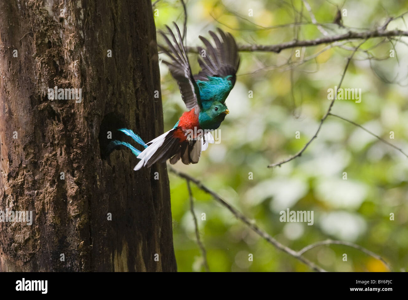 Risplendente Quetzal maschio in volo, Pharomachrus mocinno costaricensis, Costa Rica Foto Stock