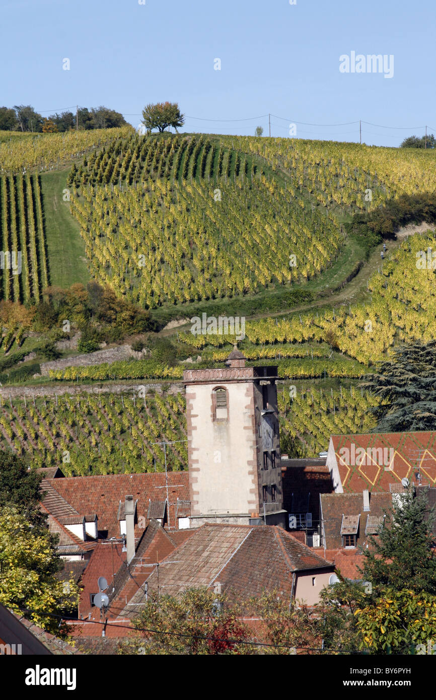 Alsazia strada del vino Hunawihr città Francia vendemmia lavoratori uva Sylvaner Tokay uva Foto Stock