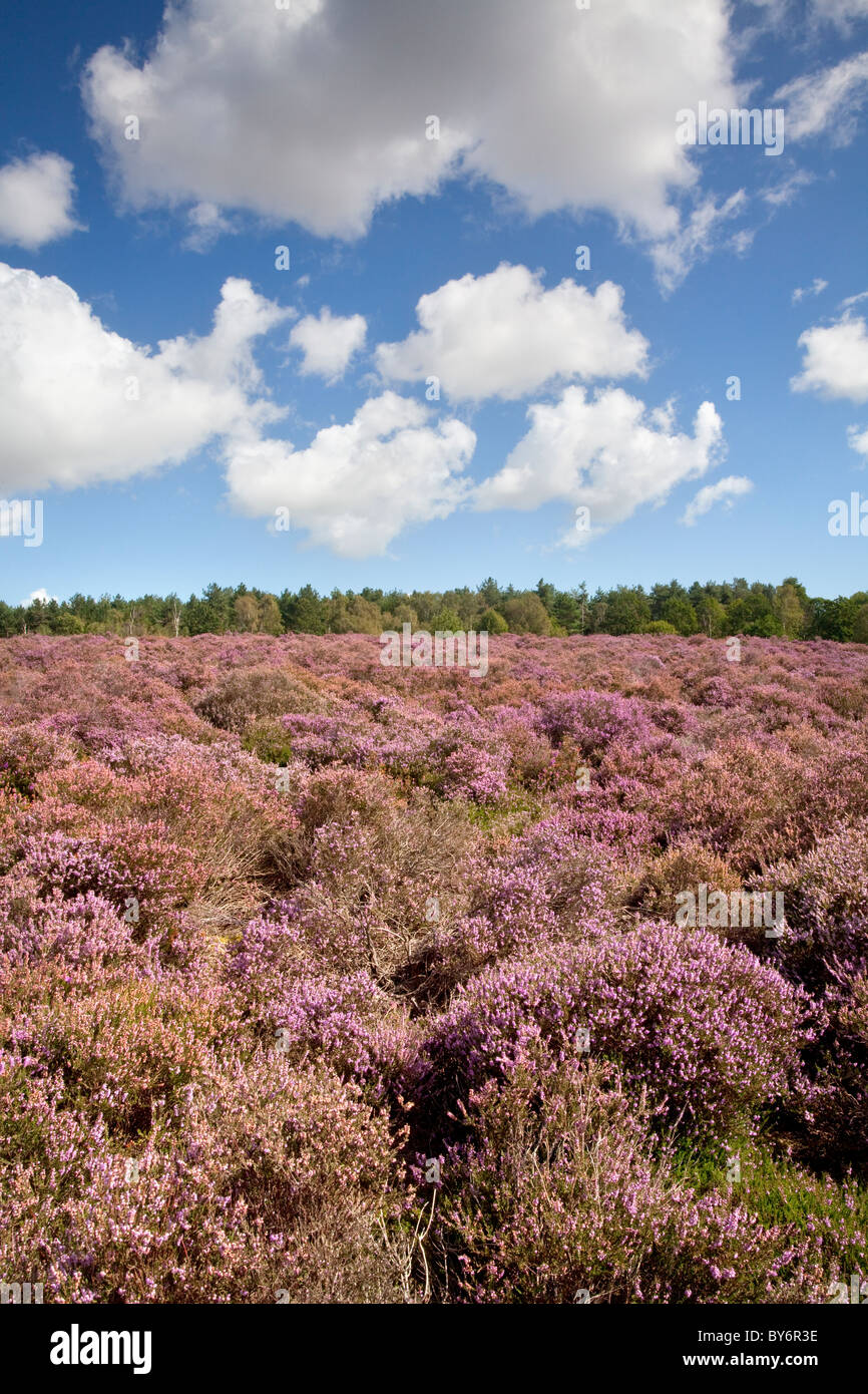 Heather in fiore su una giornata d'estate a Westleton Heath vicino Duncwich, Suffolk. Foto Stock