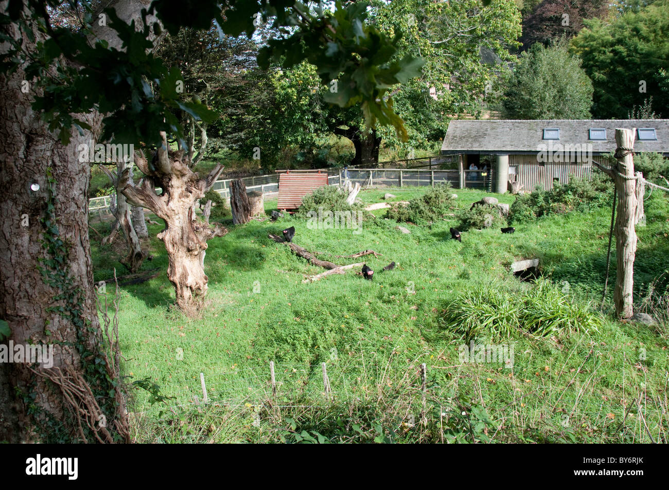 Parte del Sulawesi crestato macachi nero guscio in corrispondenza di Jersey Zoo, (Durrell Wildlife Conservation Trust) Foto Stock