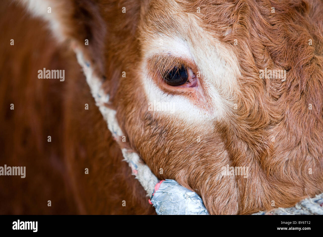 Limousine ritratto di mucca Foto Stock