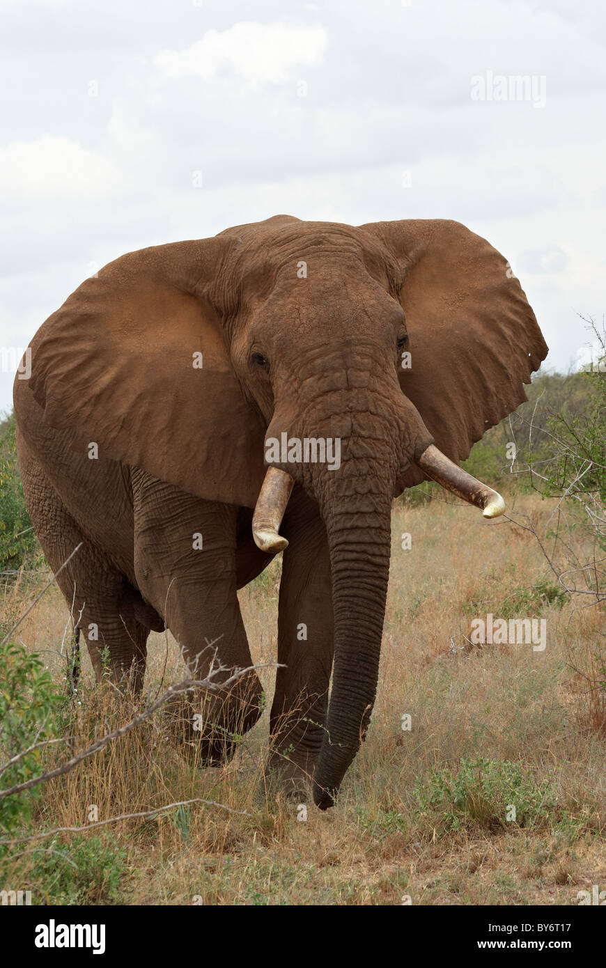 Close up di elefanti africani in carica Foto Stock