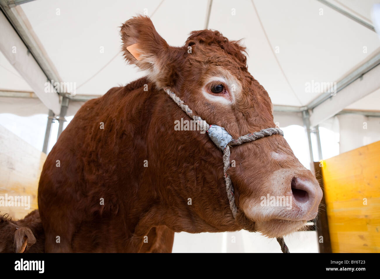 Limousine ritratto di mucca Foto Stock