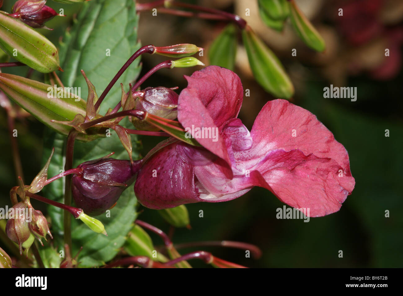 L'Himalayan Balsamina Impatiens glandulifera Foto Stock