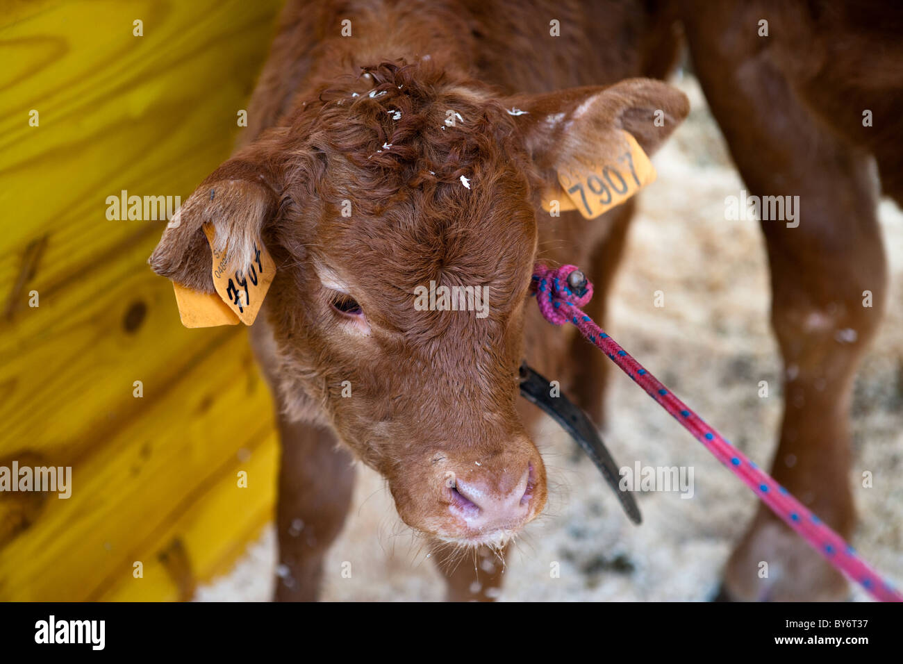 Limousine ritratto di vitello Foto Stock