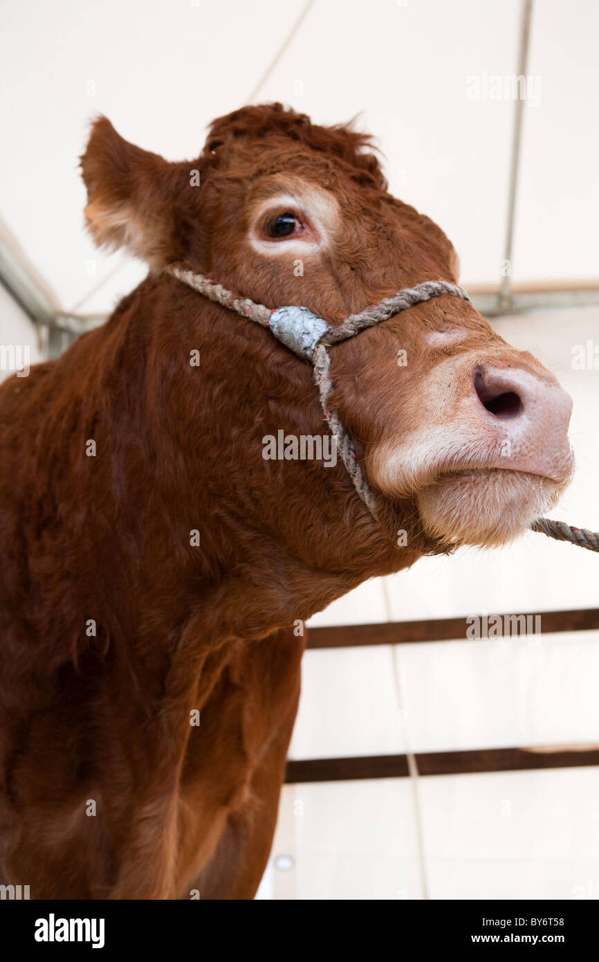Limousine ritratto di mucca Foto Stock