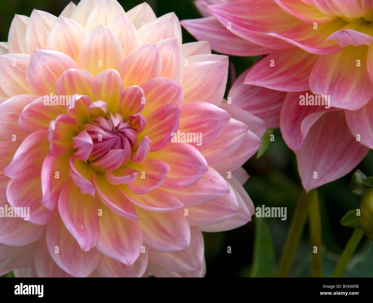 Elegante dalia rosa fiori nel giardino Foto Stock