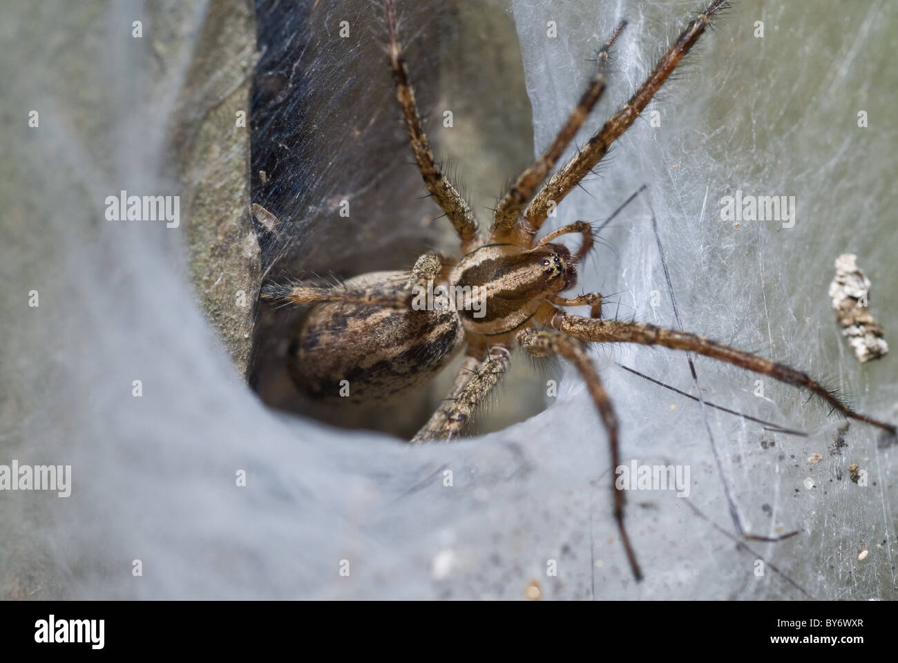 Spider Web imbuto Weaver (Agelenidae) 1/16-3/4 (1-20 mm) Foto Stock