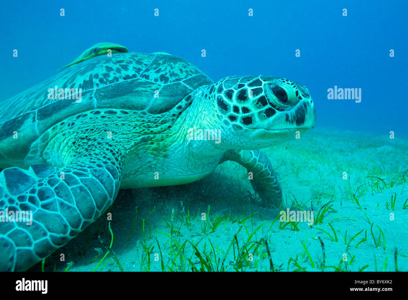 Tartaruga Verde, Chelonia Mydas, Tartaruga Verde, Suppenschildkröte, Abu Dabab, Egitto, remora attaccata Foto Stock