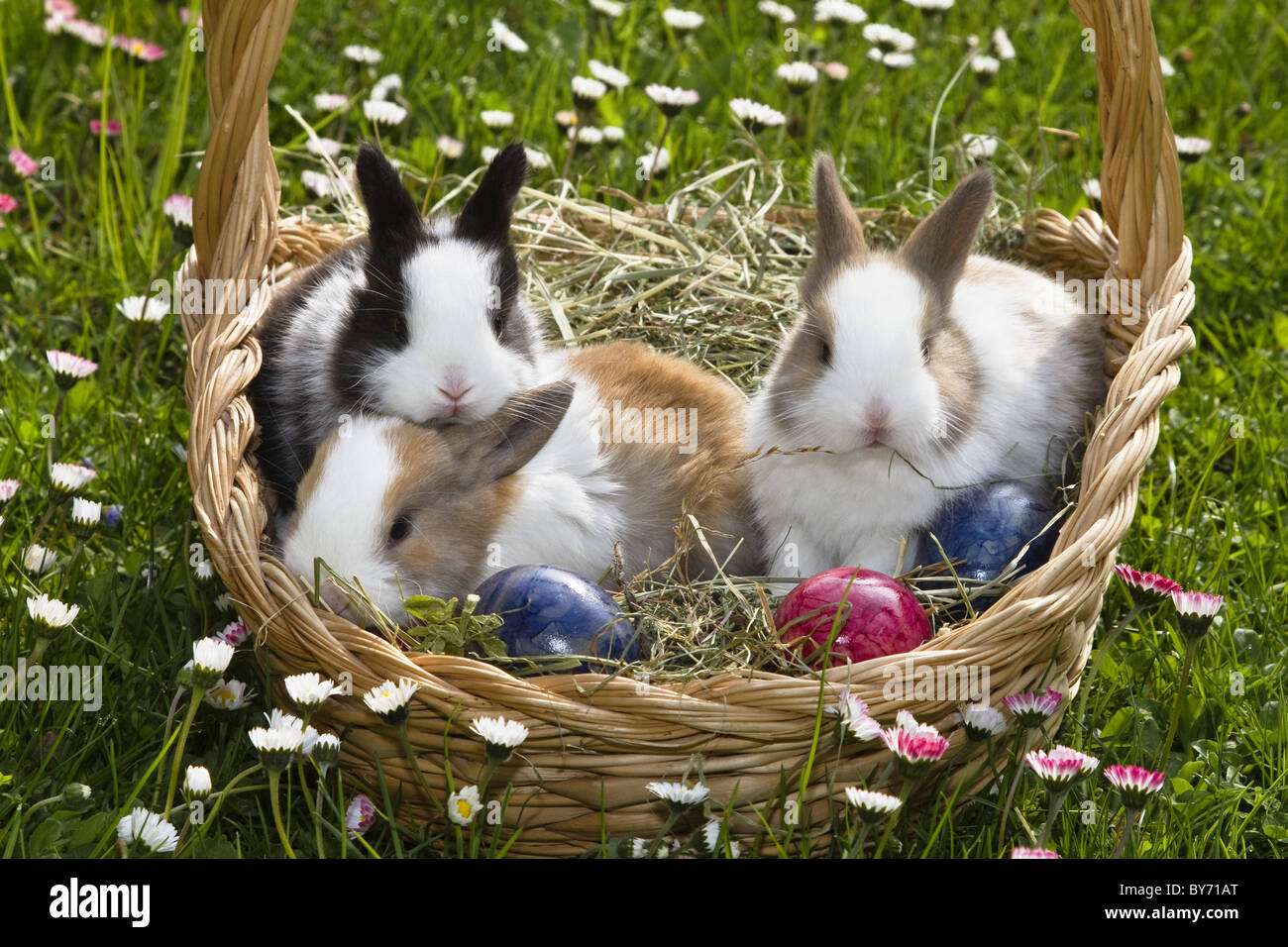 Conigli in un cesto di Pasqua, oryctolagus cuniculus, Baviera, Germania, Europa Foto Stock