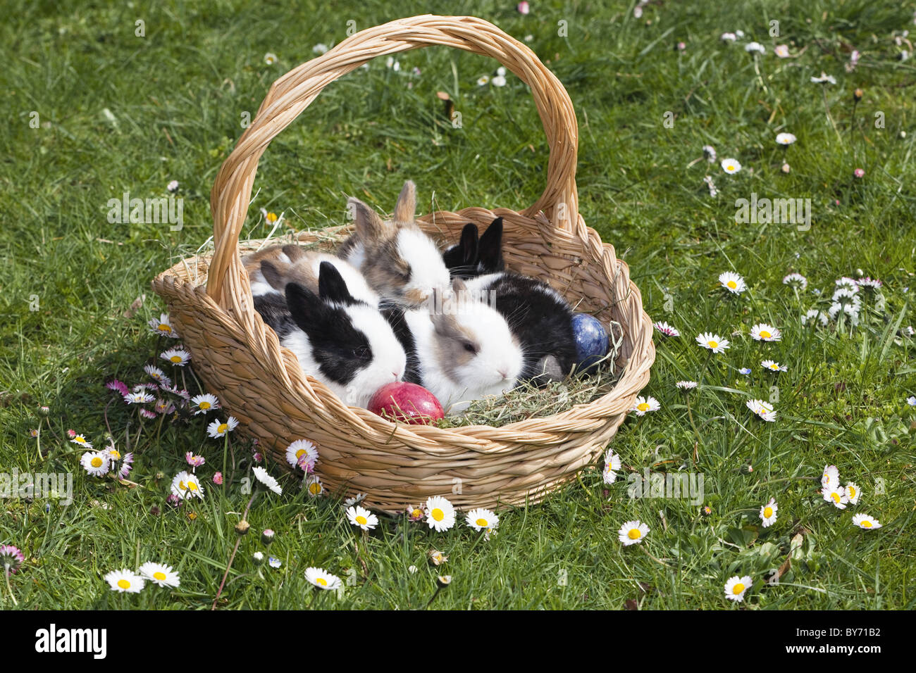 Conigli in un cesto di Pasqua, oryctolagus cuniculus, Baviera, Germania, Europa Foto Stock