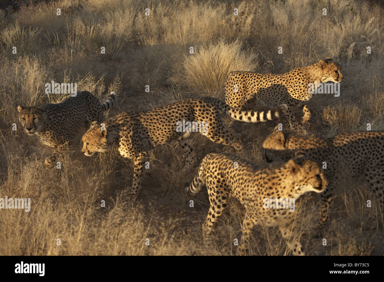 Cheetah mandria a steppa, Namibia, Africa Foto Stock