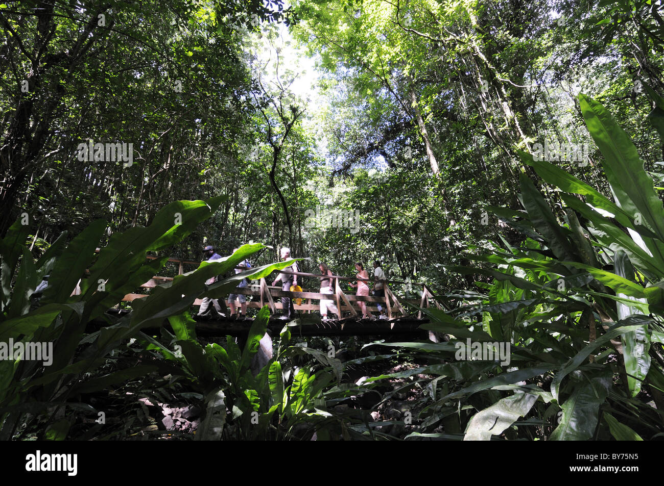 Vermont Nature Trail, Erba gigante tramoggia, Saint Vincent, dei Caraibi Foto Stock