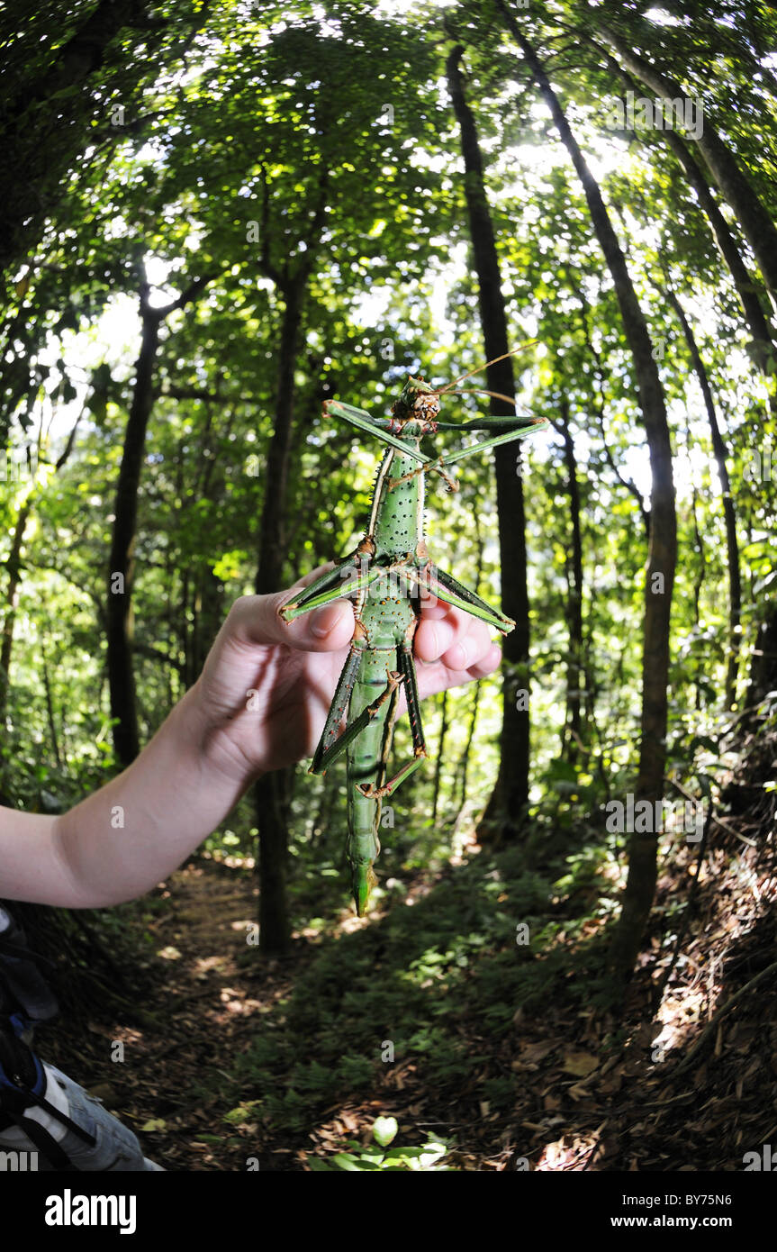 Erba gigante tramoggia, Vermont Nature Trail, Saint Vincent, dei Caraibi Foto Stock