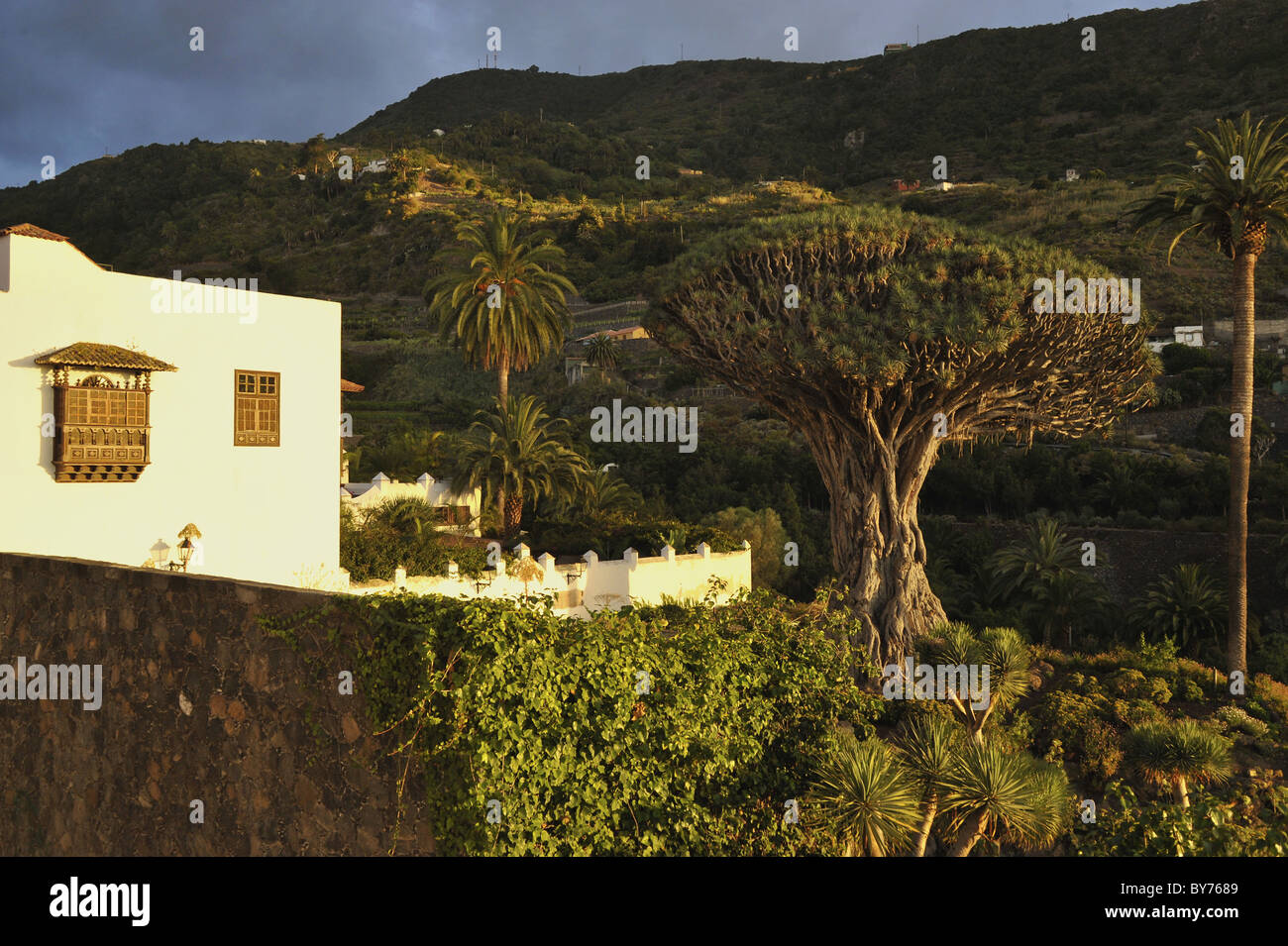Famigerato drago (Dracanea specie) albero, Icod de los Vinos, Northwest Tenerife, Spagna Foto Stock