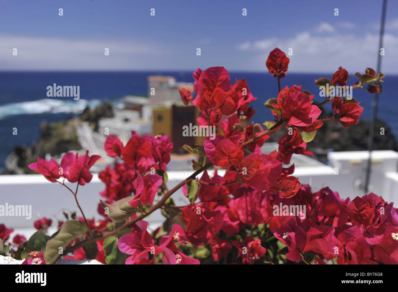 Bouganville in fiore el pri, Tacoronte, Tenerife, Isole Canarie, Spagna Foto Stock