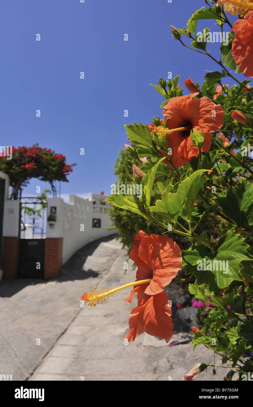 Rosso di fiori di ibisco che cresce in un vicolo in El pri, Tacoronte, Tenerife, Isole Canarie, Spagna Foto Stock