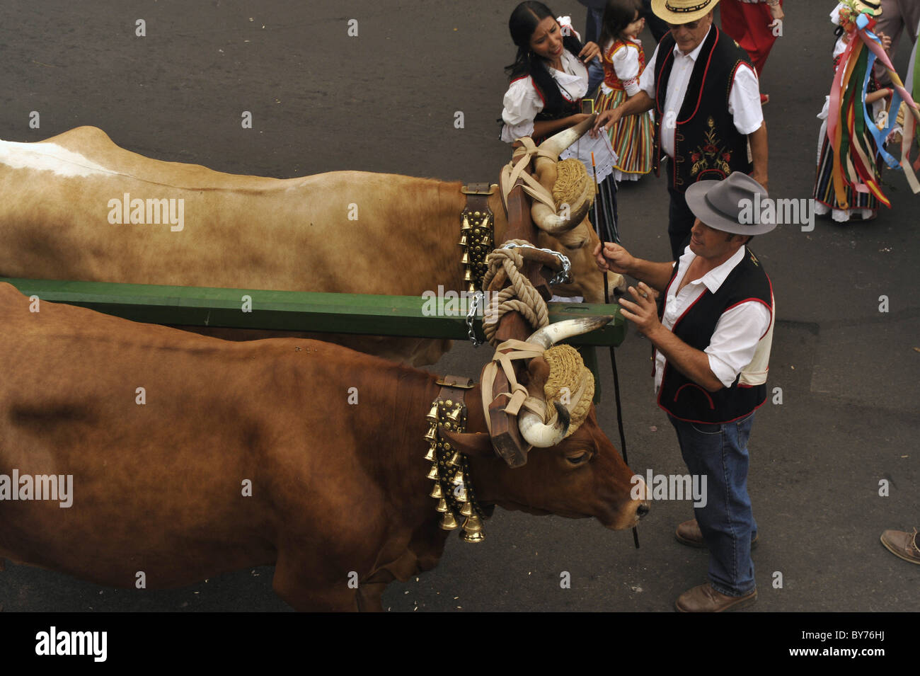 I buoi e gli uomini e le donne in costume delle Canarie, Los Realejos, Romeria, Tenerife, Isole Canarie, Spagna Foto Stock