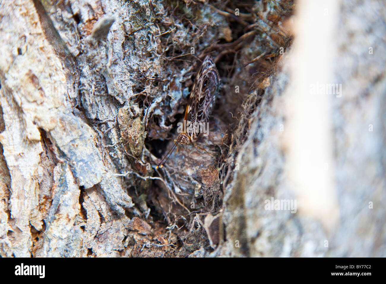 Mimetizzati moth su un albero in Yucatan, Messico Foto Stock