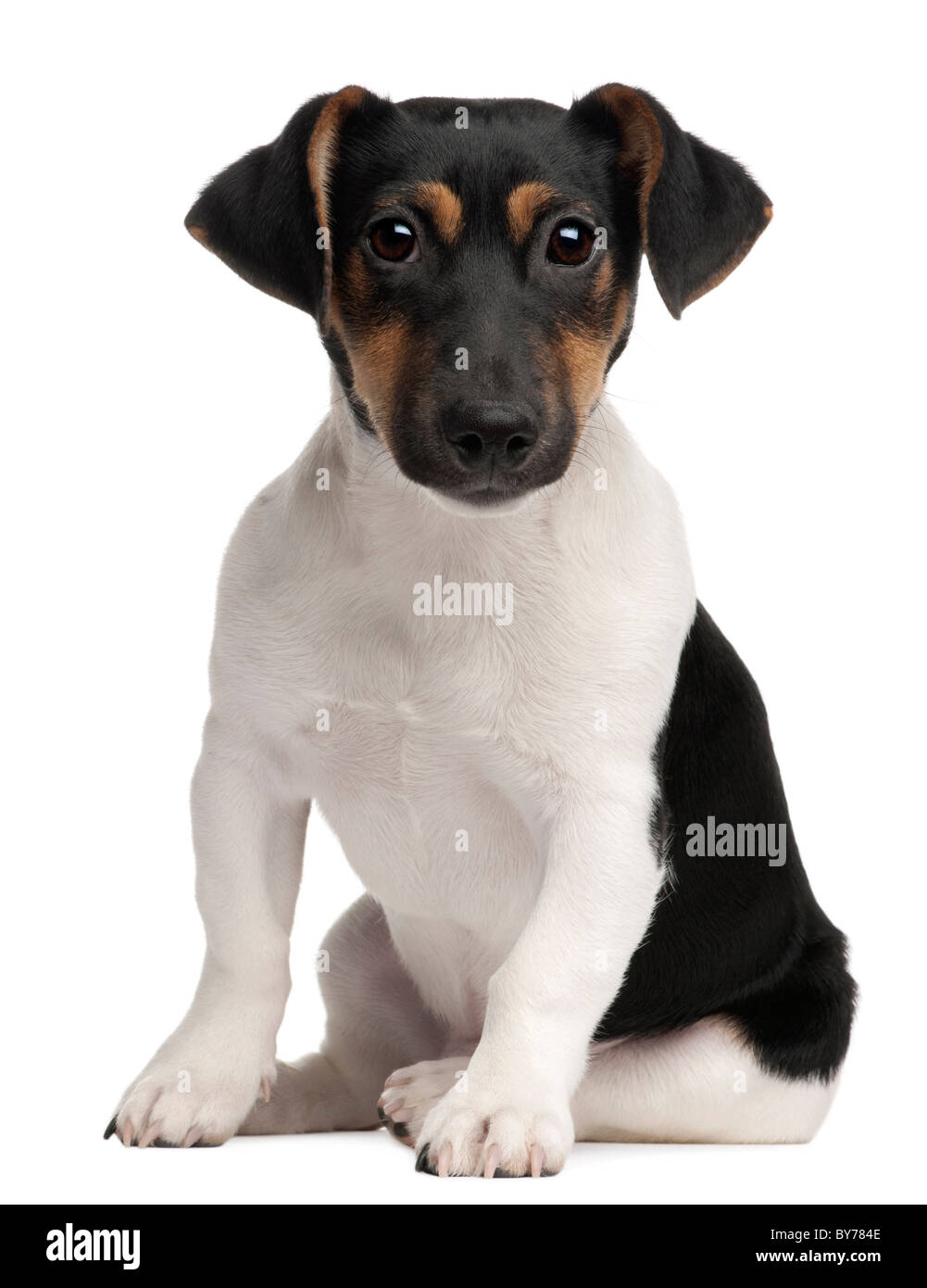 Jack Russell Terrier cucciolo, 5 mesi di età, seduto di fronte a uno sfondo bianco Foto Stock