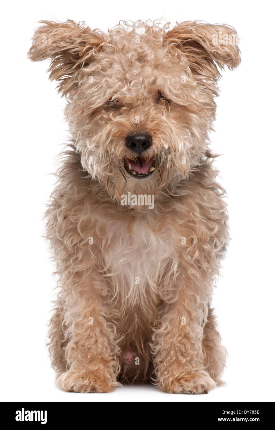 Mixed-razza cane, 6 anni, con la bocca aperta davanti a uno sfondo bianco Foto Stock
