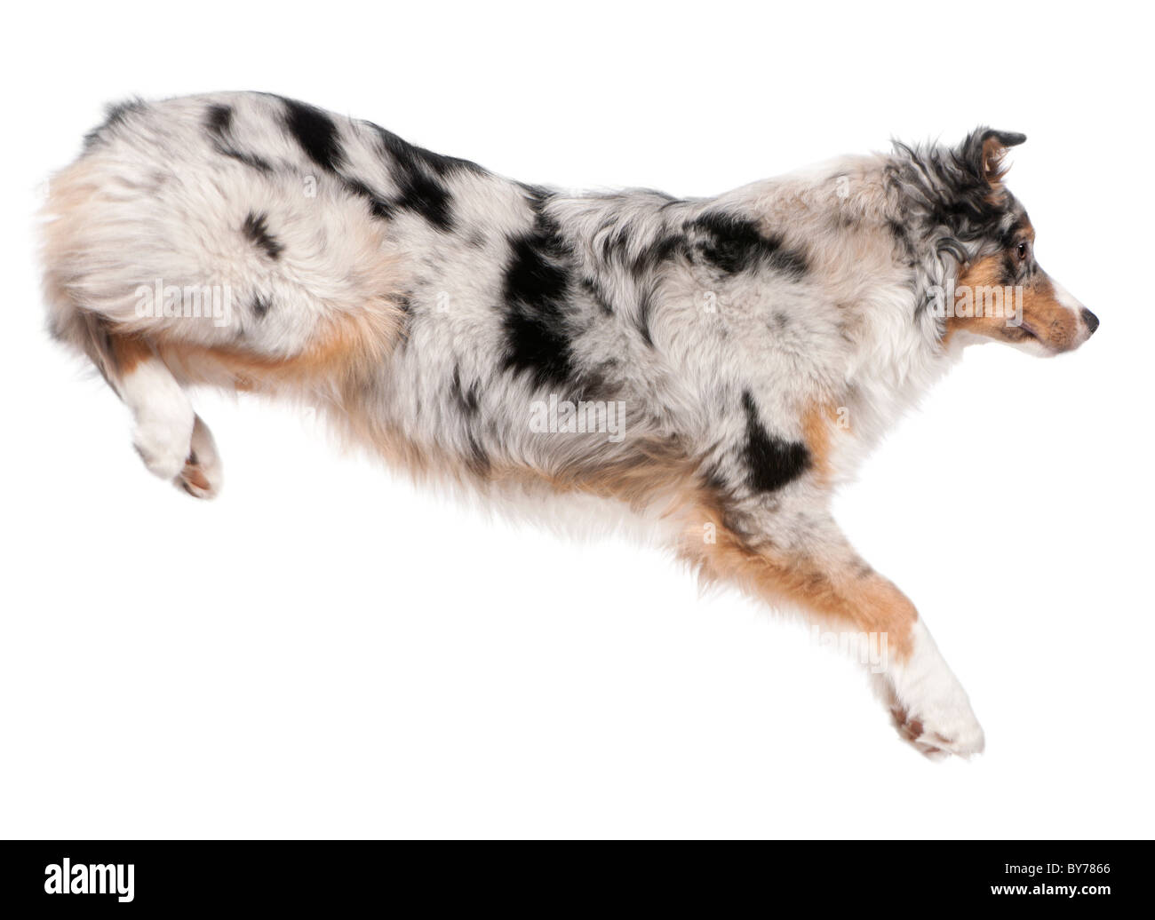 Pastore australiano cane jumping, 7 mesi, di fronte a uno sfondo bianco Foto Stock