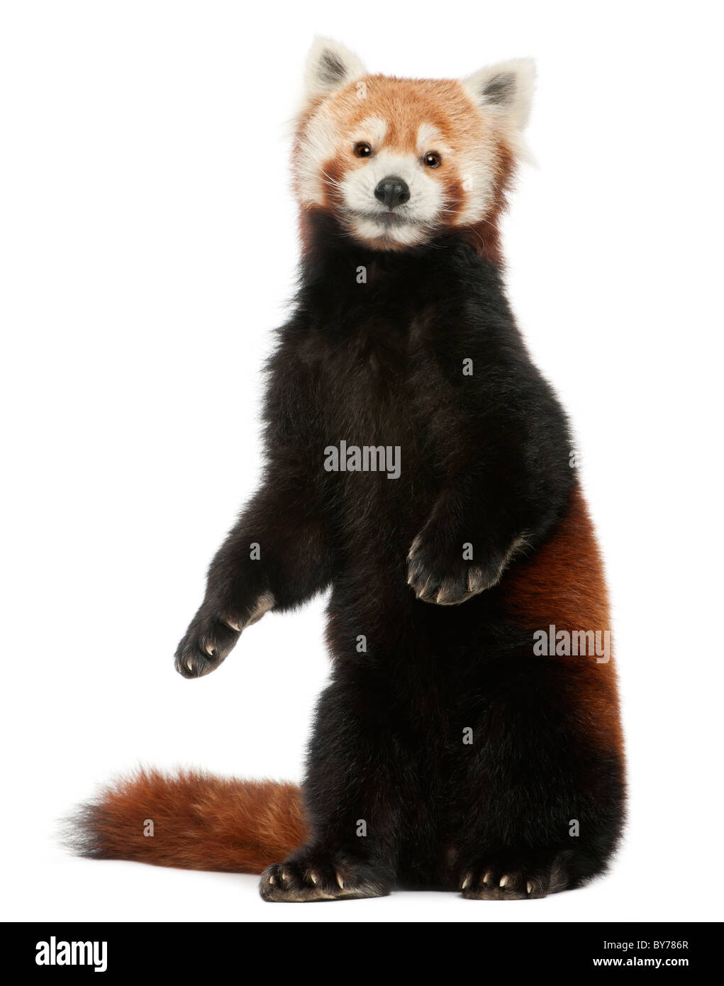 Vecchia panda rosso o Shining cat, Ailurus fulgens, 10 anni, di fronte a uno sfondo bianco Foto Stock