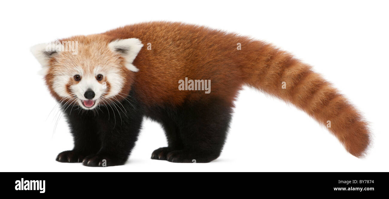Giovane panda rosso o Shining cat, Ailurus fulgens, 7 mesi, di fronte a uno sfondo bianco Foto Stock