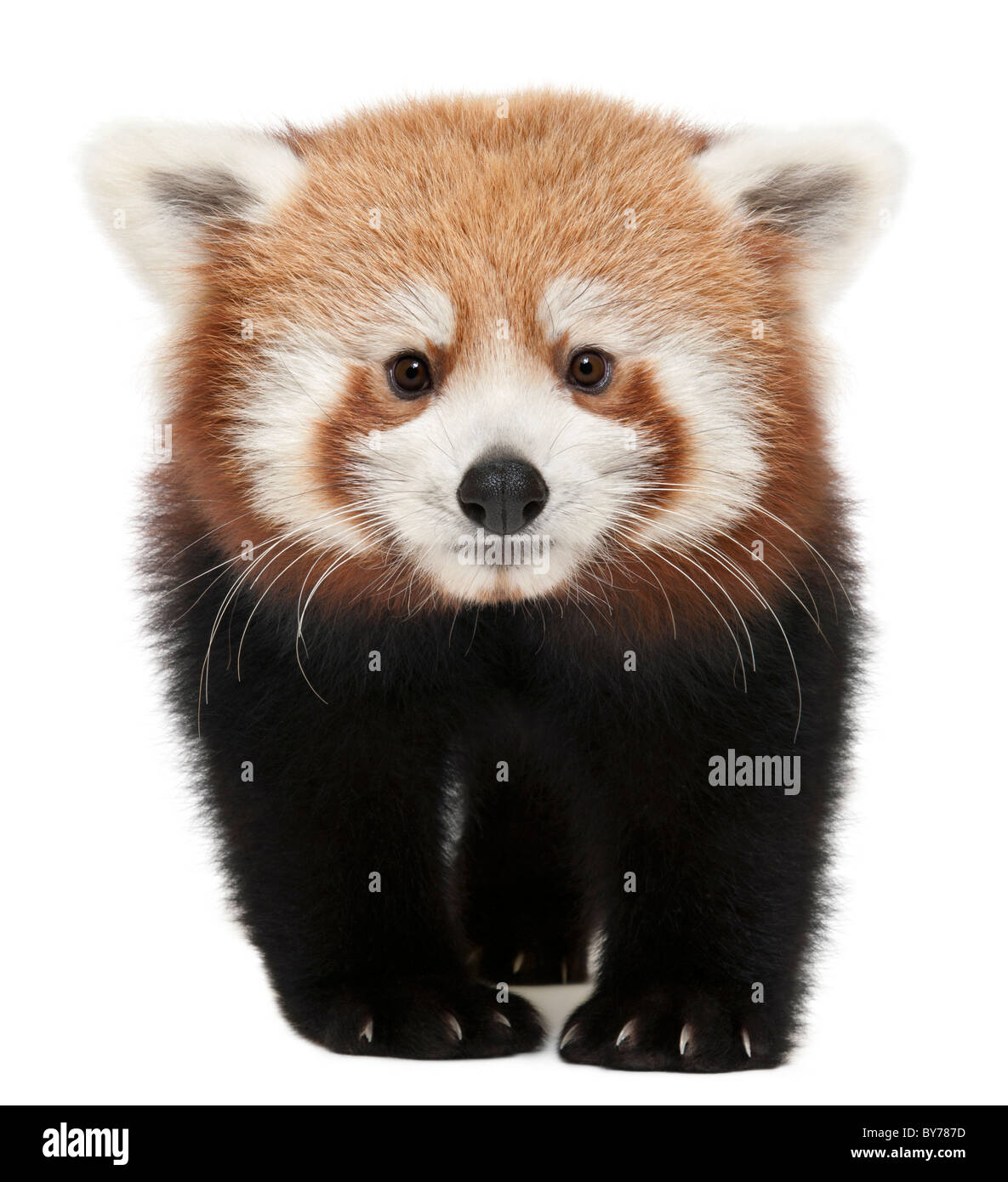 Giovane panda rosso o Shining cat, Ailurus fulgens, 7 mesi, di fronte a uno sfondo bianco Foto Stock