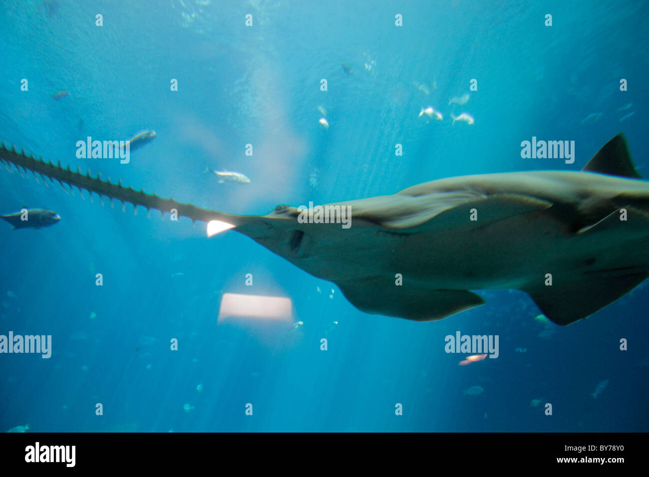 Atlanta Georgia,Pemberton Place,Georgia Aquarium,attrazione,pesce,specie in pericolo,vita marina,la più grande del mondo,serbatoio,pesce sega,dente di sega,squalo da falegname, Foto Stock