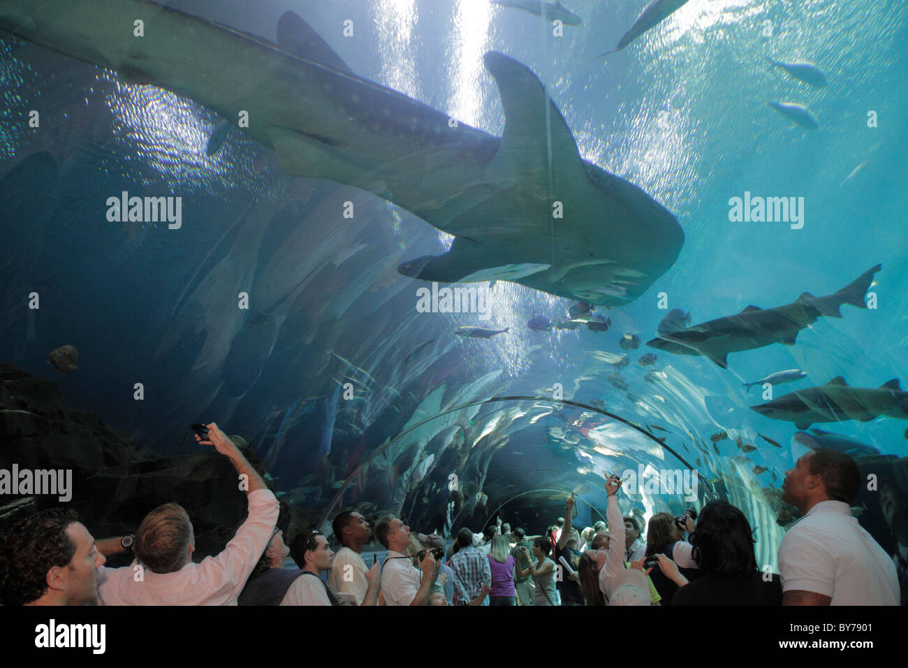 Atlanta Georgia,Pemberton Place,Georgia Aquarium,attrazione,pesce d'acqua salata,specie,vita marina,la piu' grande del mondo,Tank,Ocean Voyager tunnel,squalo balena,G Foto Stock