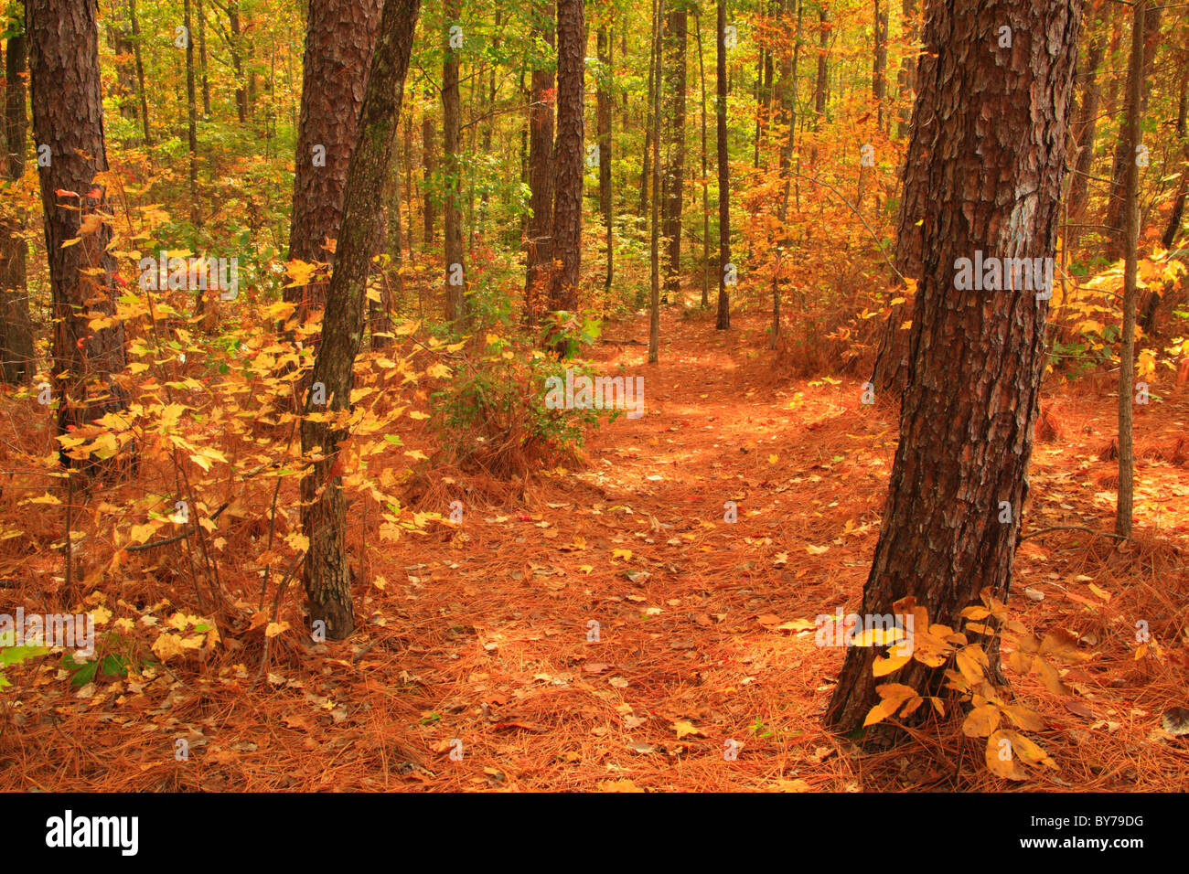 Chinnabee sentiero silenzioso, Talladega National Forest, Delta, Alabama, STATI UNITI D'AMERICA Foto Stock