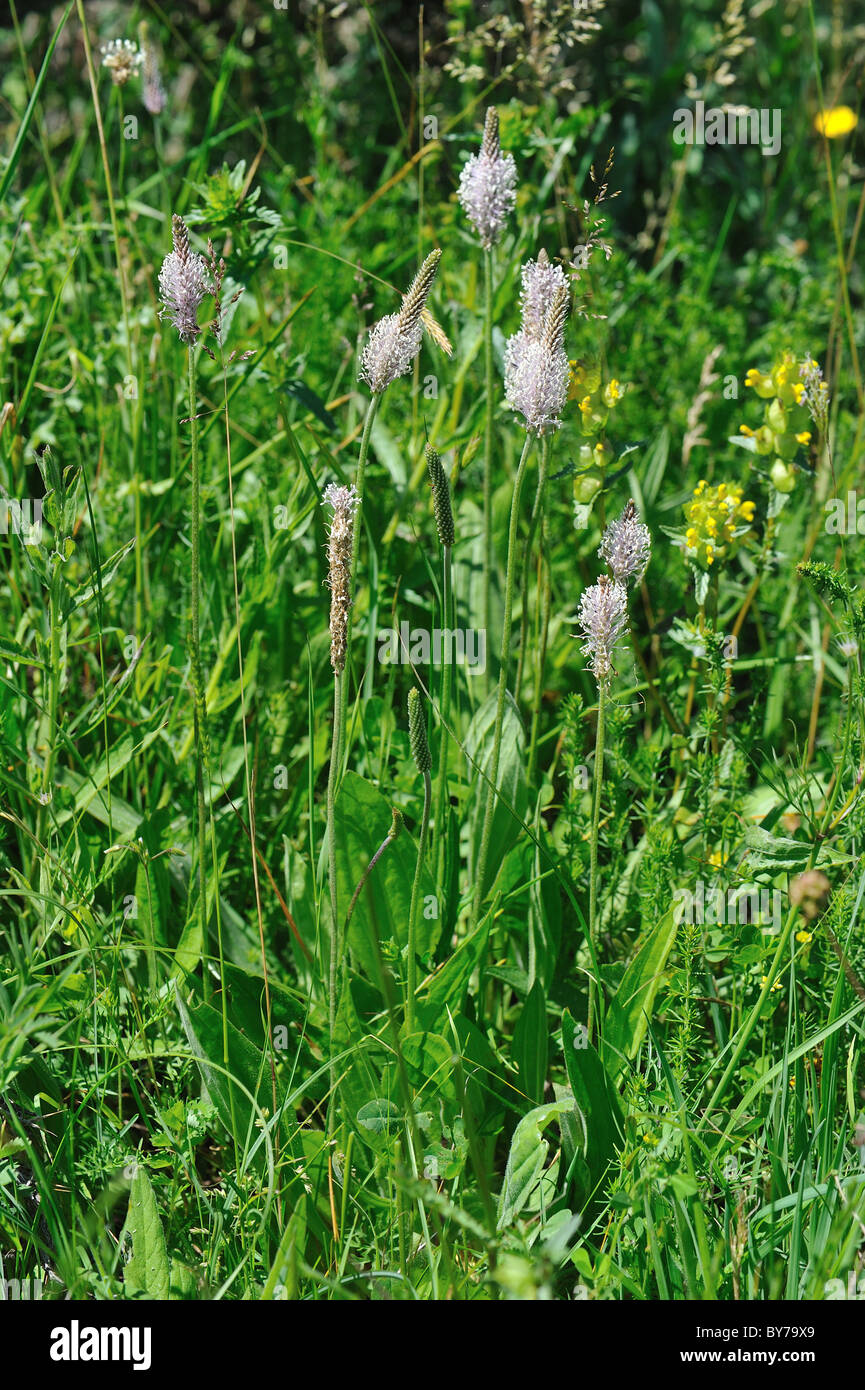 Ribwort piantaggine - Narrowleaf piantaggine (Planzago lanceolata) fioritura in primavera - Cevennes - Francia Foto Stock
