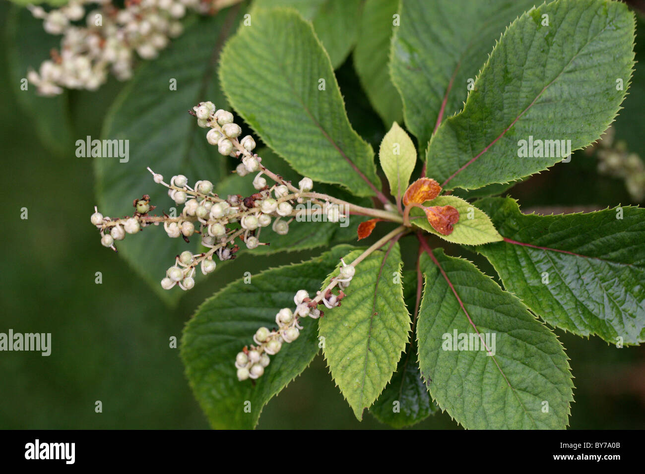 Dolce giapponese arbusto, Clethra barbinervis, Clethraceae. Giappone, Corea e Cina e Asia Foto Stock