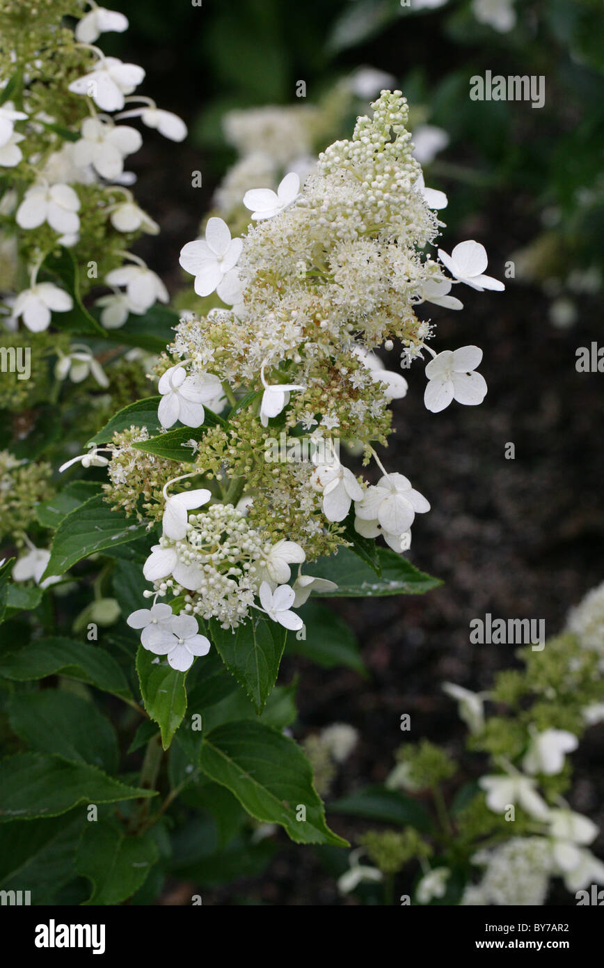 Panicled Hydrangea, Hydrangea paniculata, Hydrangeaceae, Giappone, Cina sud-orientale. Foto Stock