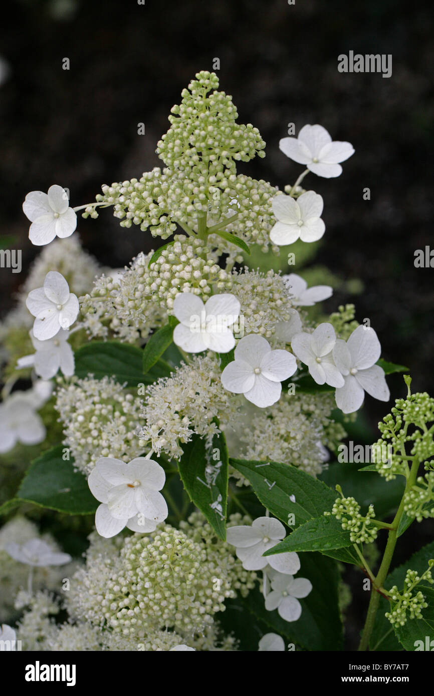 Panicled Hydrangea, Hydrangea paniculata, Hydrangeaceae, Giappone, Cina sud-orientale. Foto Stock