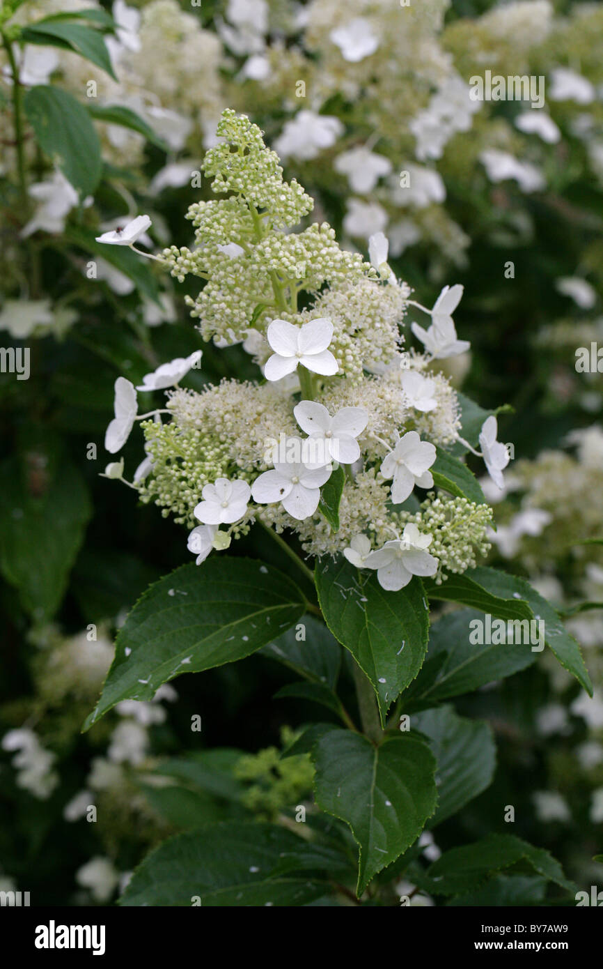 Panicled Hydrangea, Hydrangea paniculata, Hydrangeaceae, Giappone, Cina sud-orientale. Foto Stock