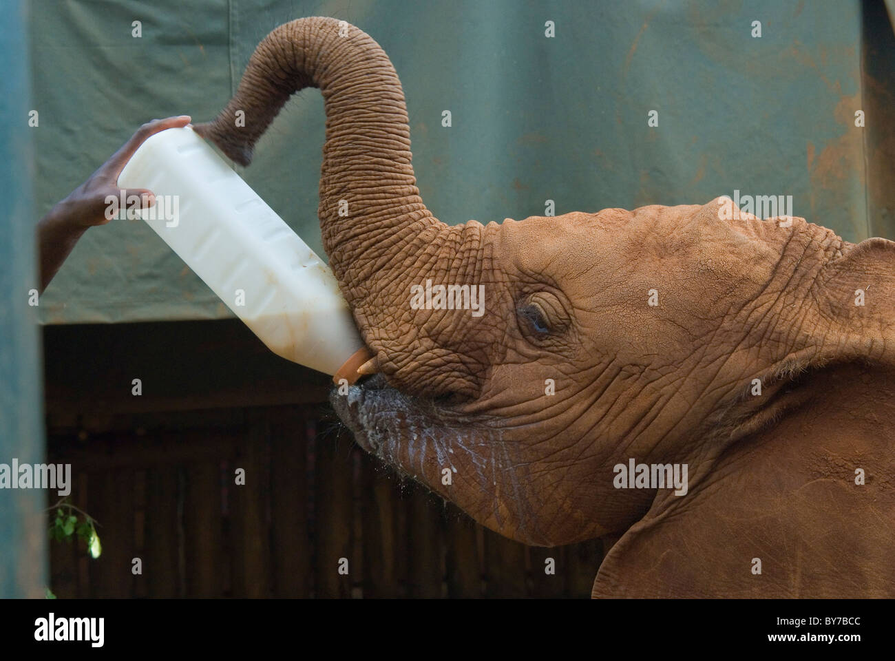 Baby Elephant di bere il latte al David Sheldrick orfanotrofio in Kenya Foto Stock