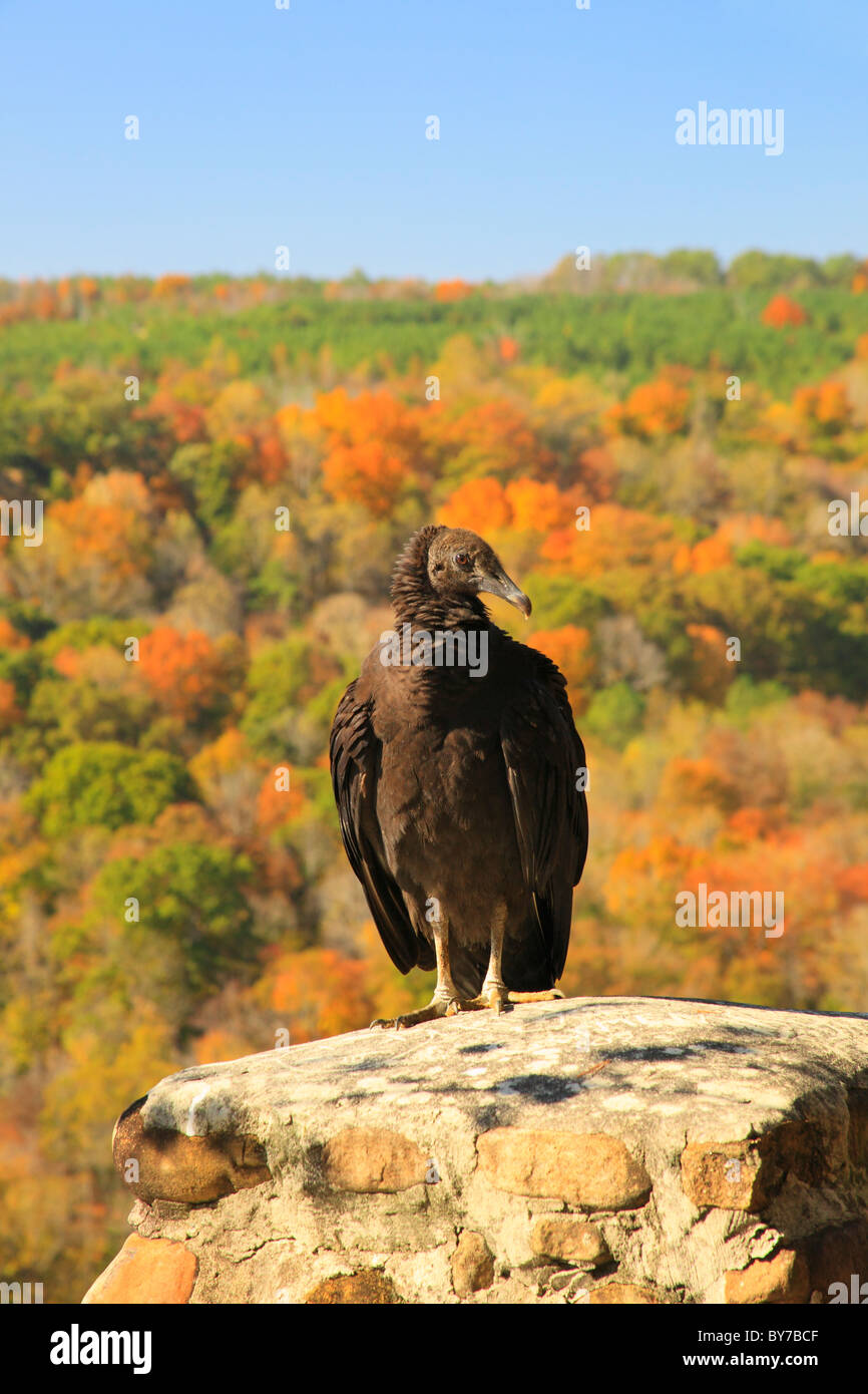 Avvoltoio appollaiato su si affacciano a Buck's Pocket del Parco Statale di Oak Grove, Alabama, STATI UNITI D'AMERICA Foto Stock